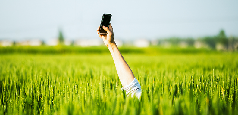 Hand using phone in field